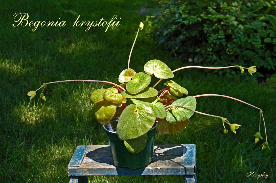B. krystofii